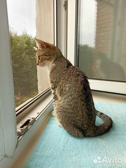 Котенок в добрые руки