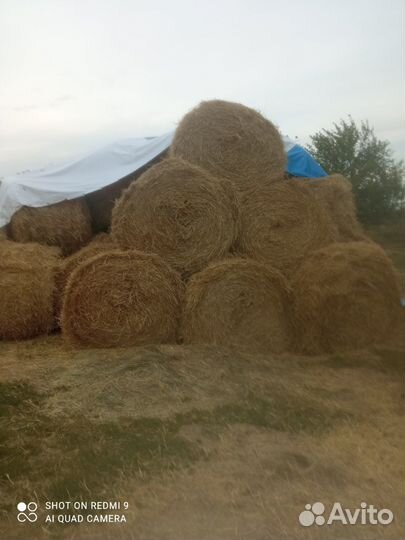 Сено и солома