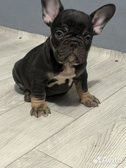 Сладкий шоколадик