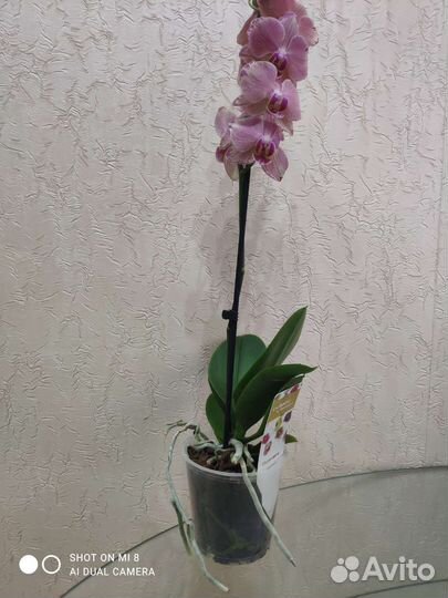 Орхидея фаленопсис Пират Пикоти