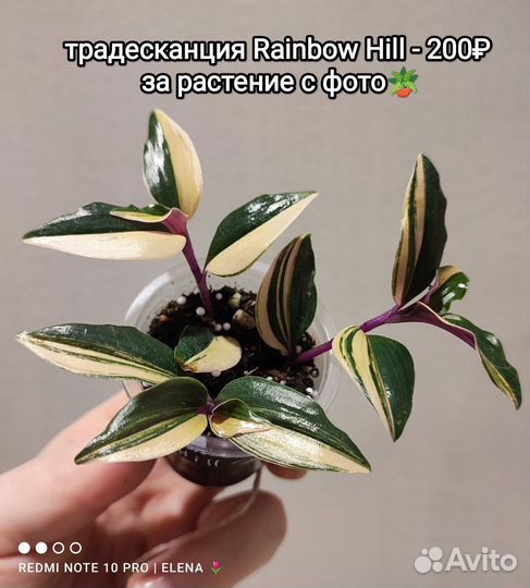 Комнатные растения (Розовая пантера и другие)