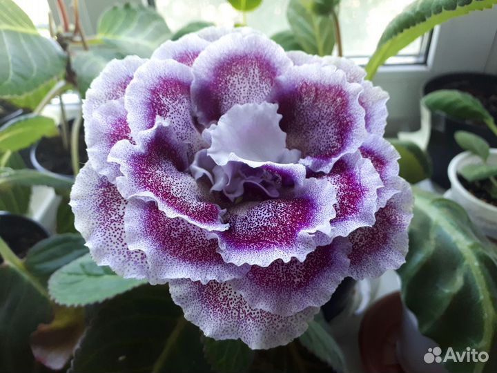 Цветы глоксиния