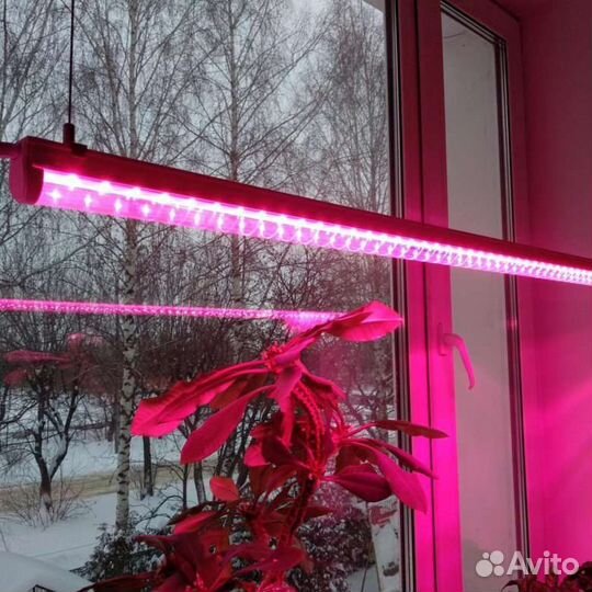 Фитолампа, Фитосветильник для растений