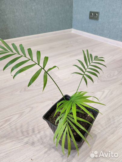 Пальмы,драцены