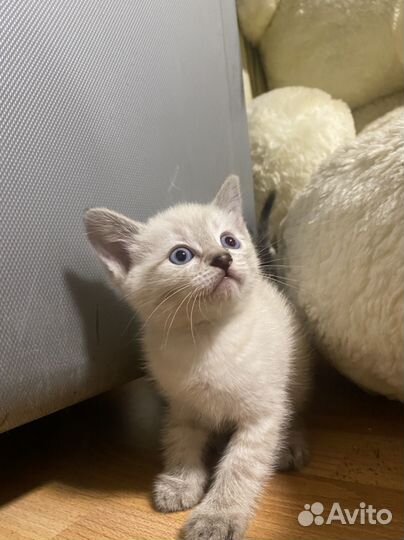 Одам котят в добрые руки