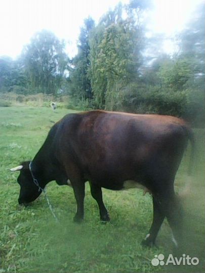 Продаётся нетель