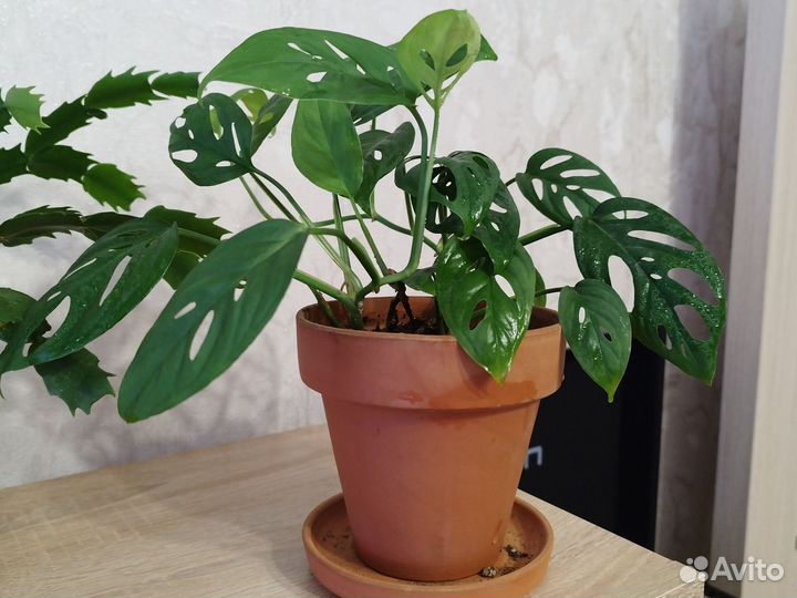 Монстера манки