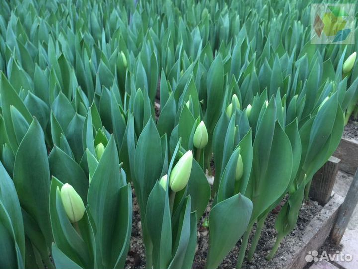 Тюльпаны к 8 марта опт