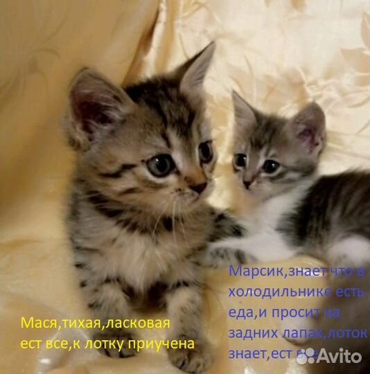 Котята от тайской кошки