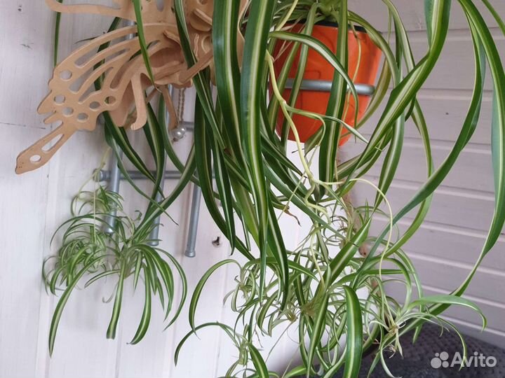 Хлорофитум