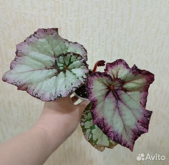 Детки бегоний