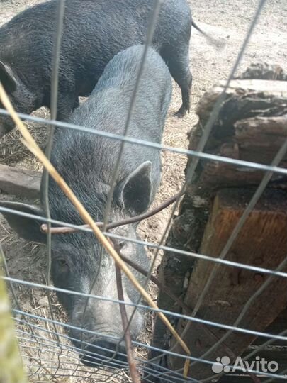 Вьетнамский хряк, рабочий