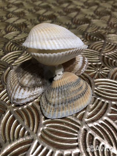 Изделия из ракушек
