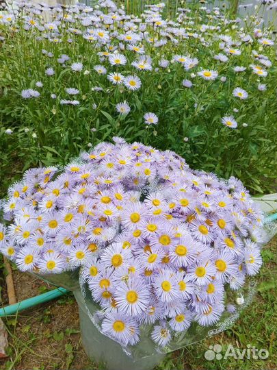 Эригерон - многолетник на посадку