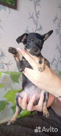 Продаются щенки Той-терьеры, 2 девочки