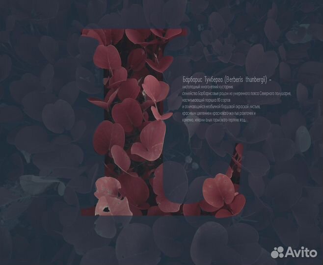 Граффический дизайнер