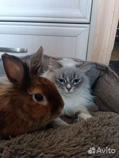 Декоративные кролики