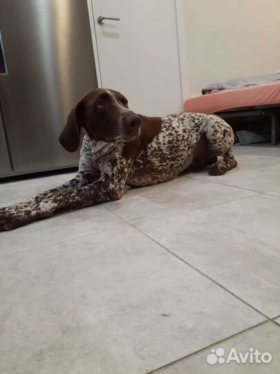 Курцхаар вязка