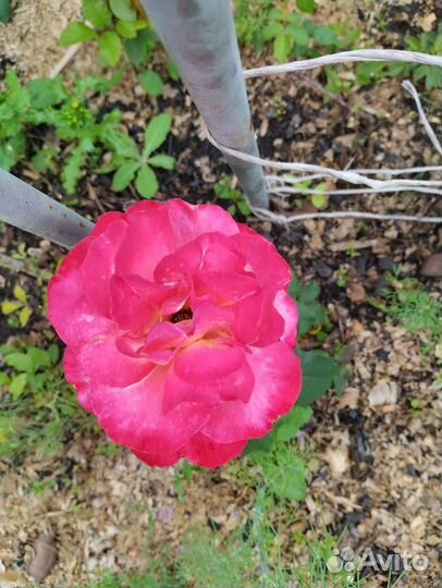 Розы саженцы