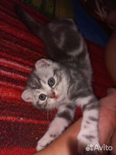 Шотландские вислоухие котята