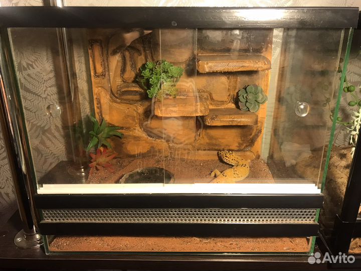 Террариум для рептилий