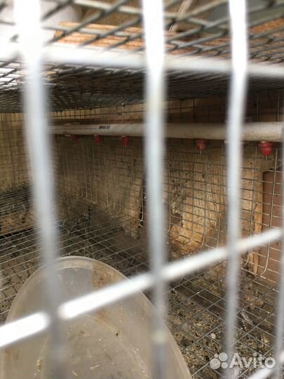 Клетки для перепелов