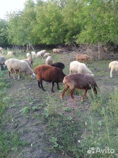 Овцы ярки