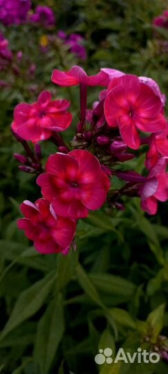 Флоксы многолетние