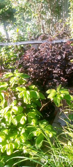 Гортензия метельчатая, лапчатка монарда