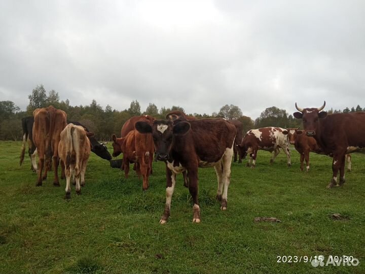 Тёлки и бычки