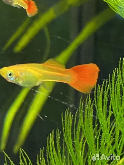 Гуппи, пецилии