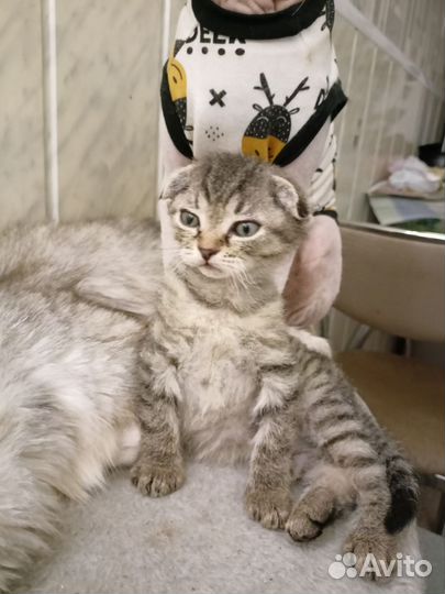 Котята метисы