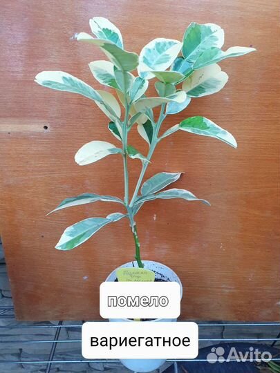 Продам цитрусовые растения