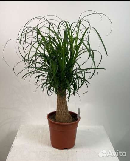 Бокарнея нолина