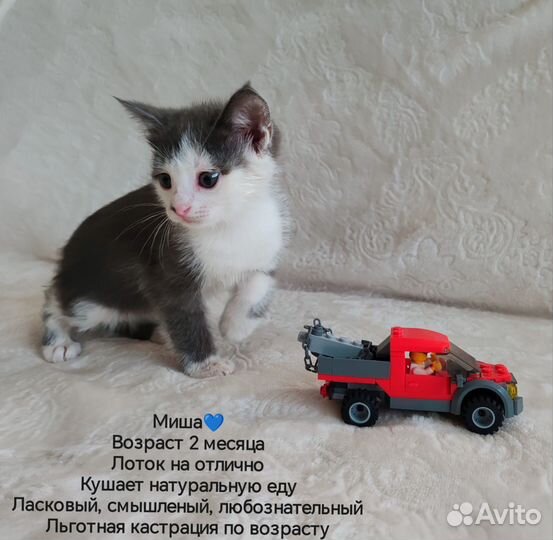 Котята