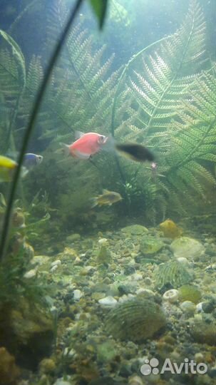 Аквариум с рыбами