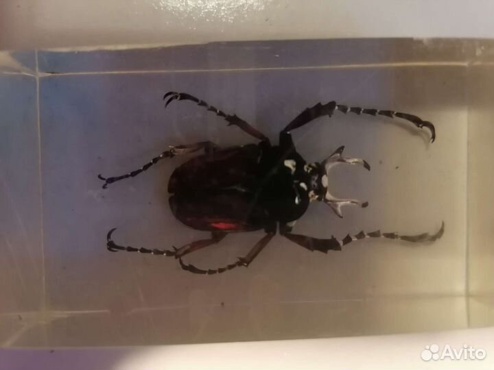 Насекомые в стекле, 4штуки