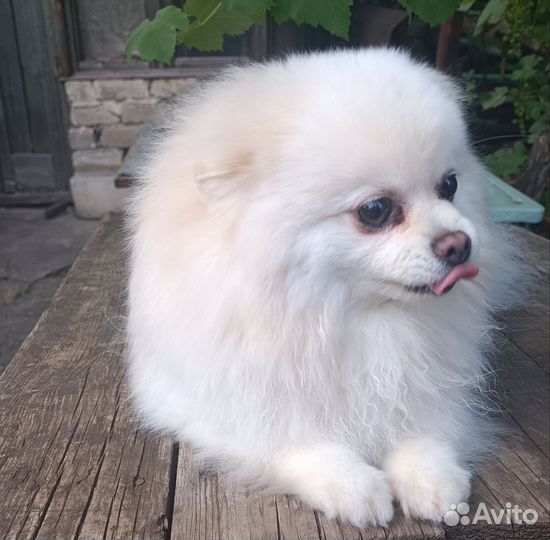 Шпиц вязка девочка