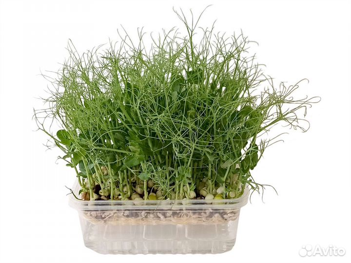 Школьные опыты. Набор для выращивания микрозелени