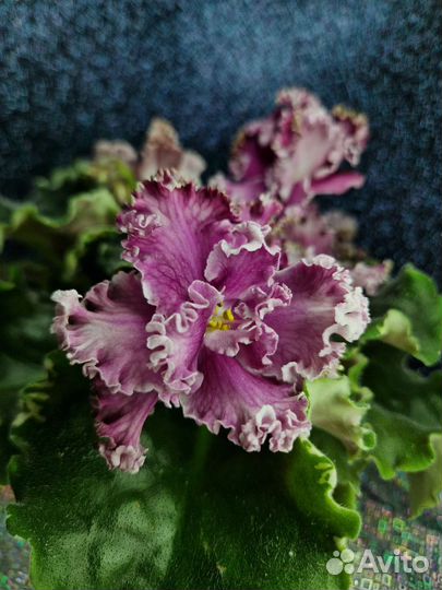 Сортовые фиалки комнатные цветы растения