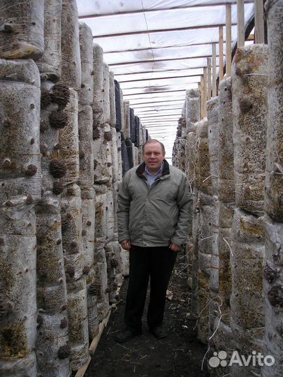 Субстраты грибов вешенки, грибные блоки