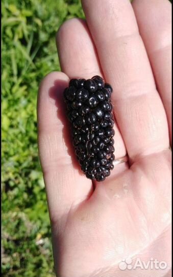 Саженцы ежевики