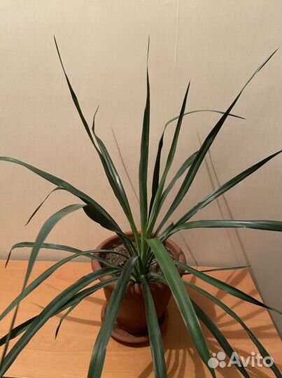 Юкка рекурвифолия