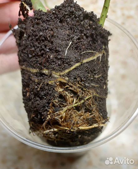 Фидодендрон Вайт Принцесс