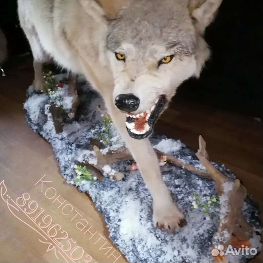 Волк чучело. Целиком