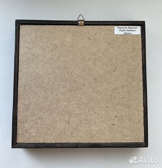 Бабочка в рамке Papilio dardanus