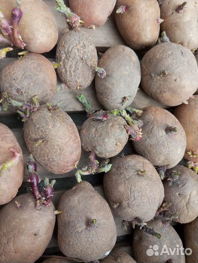 Продам картофель