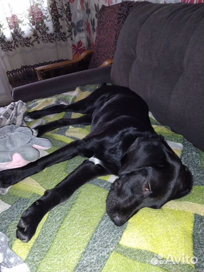 Собака в добрые руки отдам бесплатно