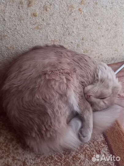 Котик в добрые руки