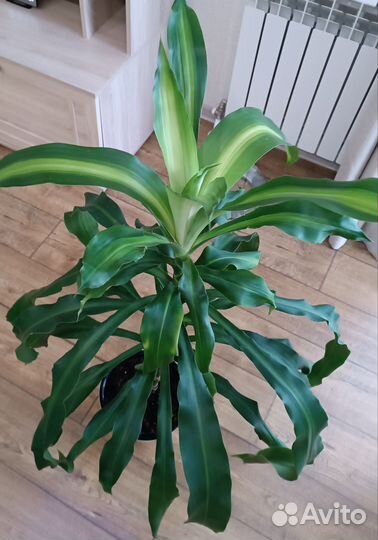 Пальма драцена душистая